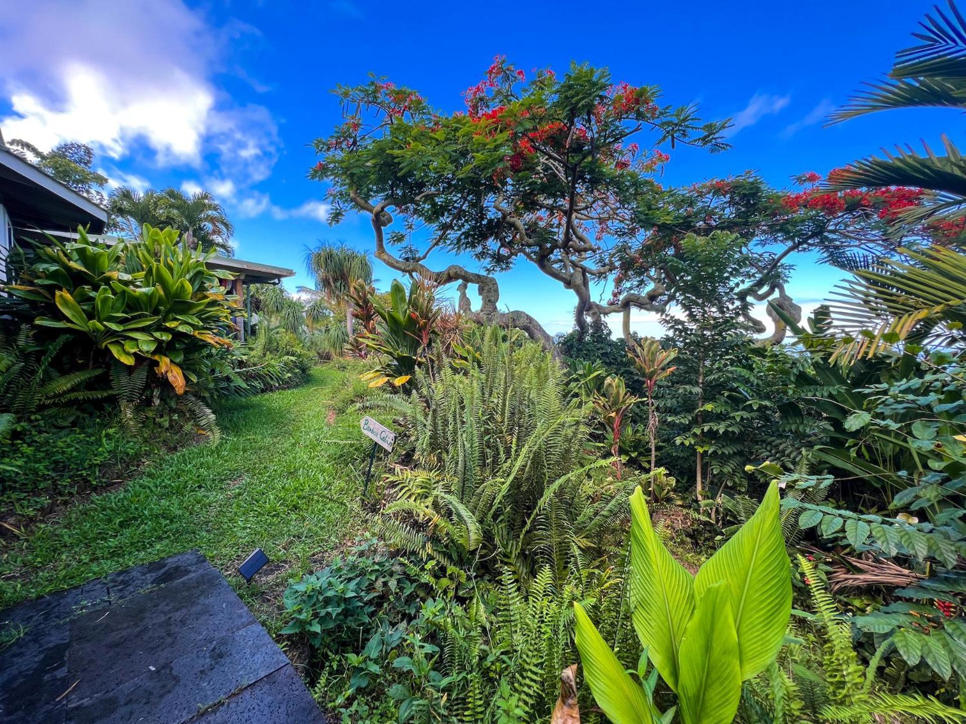 Apartmán Gingerhill Farm Retreat Kealakekua Exteriér fotografie