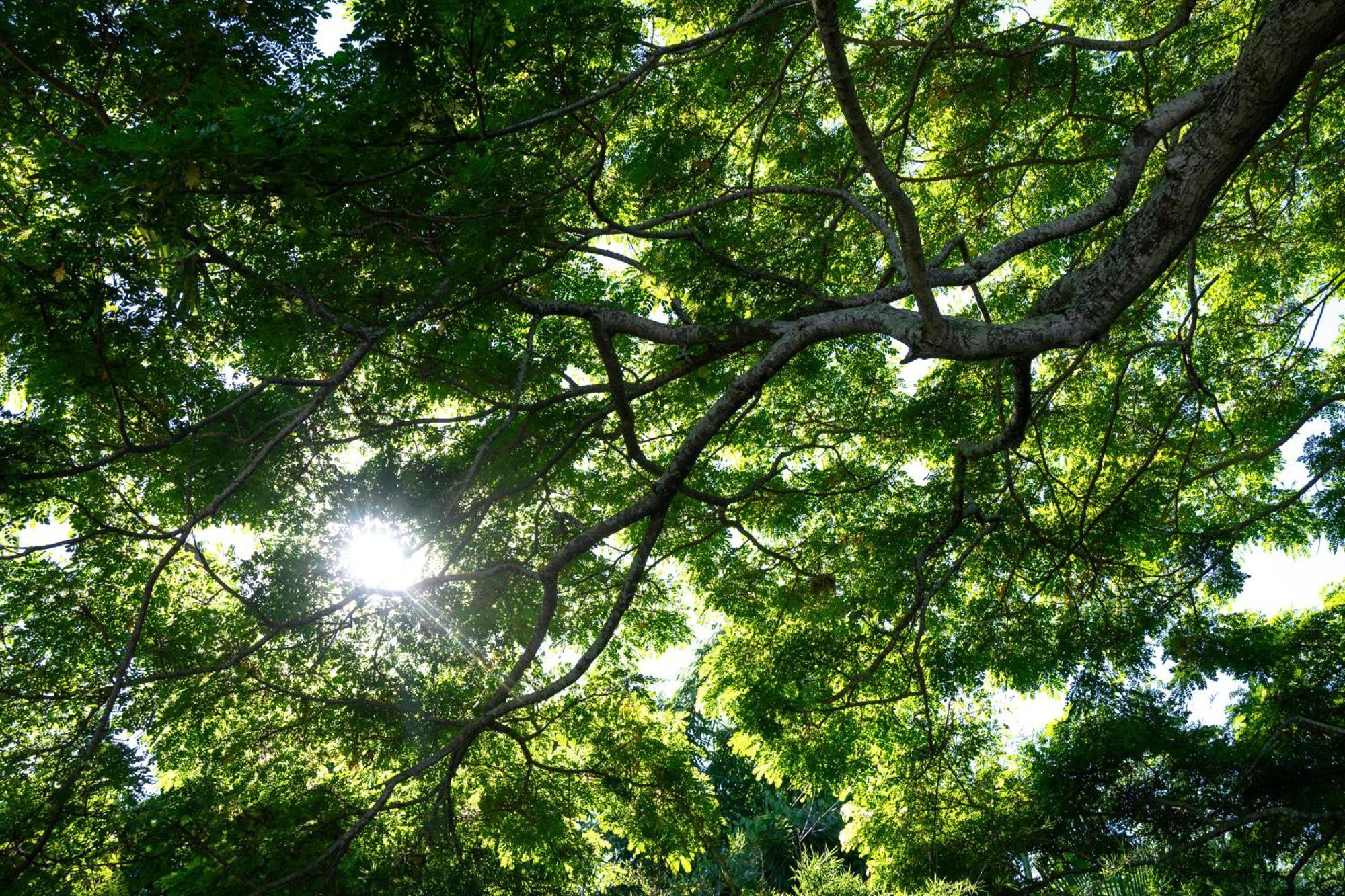 Apartmán Gingerhill Farm Retreat Kealakekua Exteriér fotografie